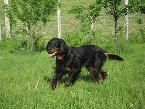 Glade hunder ute